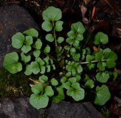 Cardamine hirsuta. Plant with rosette leaves.
 Image: P.B. Heenan © Landcare Research 2019 CC BY 3.0 NZ